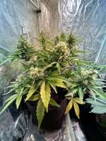 Green House Seeds King’s Kush Autoflowering CBD - photo made by MCHigh