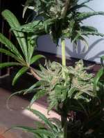 Picture from cogollaco (Pure Kush)