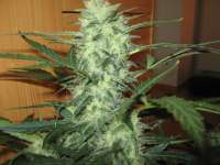 Picture from Elesde83 (Super Bud Automatic)