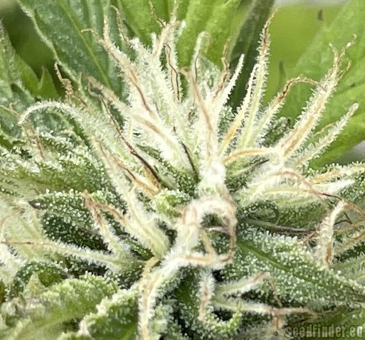 Green House Seeds Super Lemon Haze