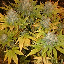 Green House Seeds Super Silver Haze