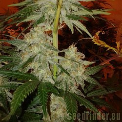 Green House Seeds Super Silver Haze