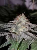 Green House Seeds Sweet Valley Kush - photo made by greenlyfe