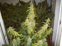 Picture from tropics (Pineapple Banana Bud)