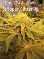 Green Wolf Genetics Stripper Glitter - photo made by ripster420