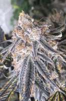 Greensleeves Genetics Purple Gorillas - photo made by GreensleevesAK