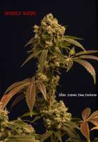 Growers Choice Nicole Kush - photo made by antoniphoto