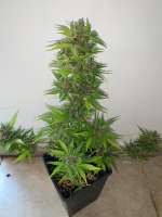 HLW Seedbank - Hemp Like Weed Purple Crunch Auto CBD - photo made by Gggrower24k