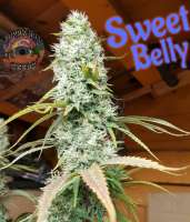 Happy Man Seeds Sweet Belly - photo made by HappyMan