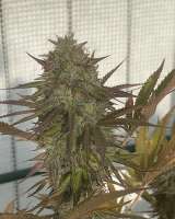 Picture from VaCollectiveGenetics (Canna Banana)