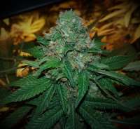 Heavyweight Seeds Green Ninja - photo made by FarmerWhiskers