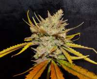 Picture from hiddengardengenetics (Marra Jones)