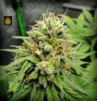 HillBilly Herb Grower Cherry Wine CBD - photo made by HillBillyHerb