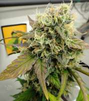 HillBilly Herb Grower Gorilla Poison - photo made by HillBillyHerb