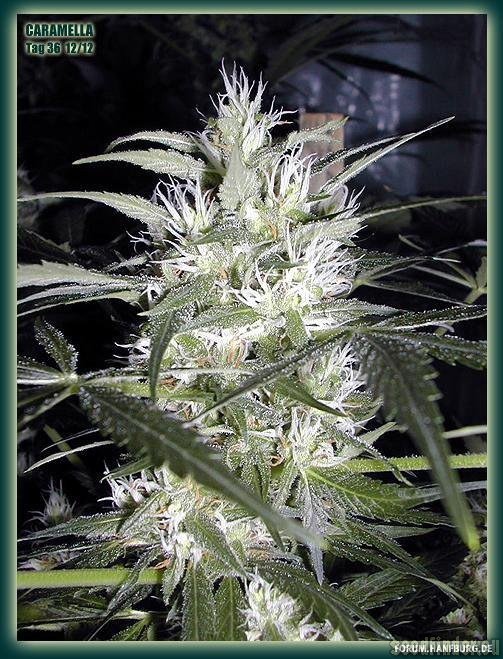 Homegrown Fantaseeds Caramella