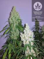 Humboldt Seed Organisation Blue Dream - photo made by pineappleltd