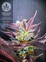 Humboldt Seed Organisation Blue Fire - photo made by pineappleltd