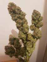 Picture from Spokesperson (Bubba Kush)