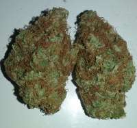 Picture from chico (Bubba Kush)