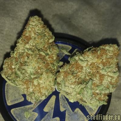 Chemdawg Feminized Seeds For Sale - Buy Online >>> ILGM