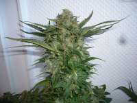 Picture from merlin (Dedoverde Haze)