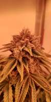 Humboldt Seed Organisation Gorilla Breath - photo made by MartenNL