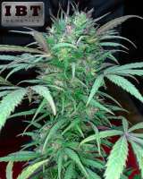 IBT Genetics Seeds Tencernabis - photo made by tencer