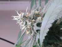 Picture from idgseeds (Almond Joy)