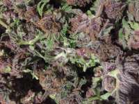 Picture from Dadanga (BlackCherry Punch)