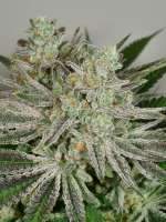 Picture from pupilfam (BlackCherry Punch)