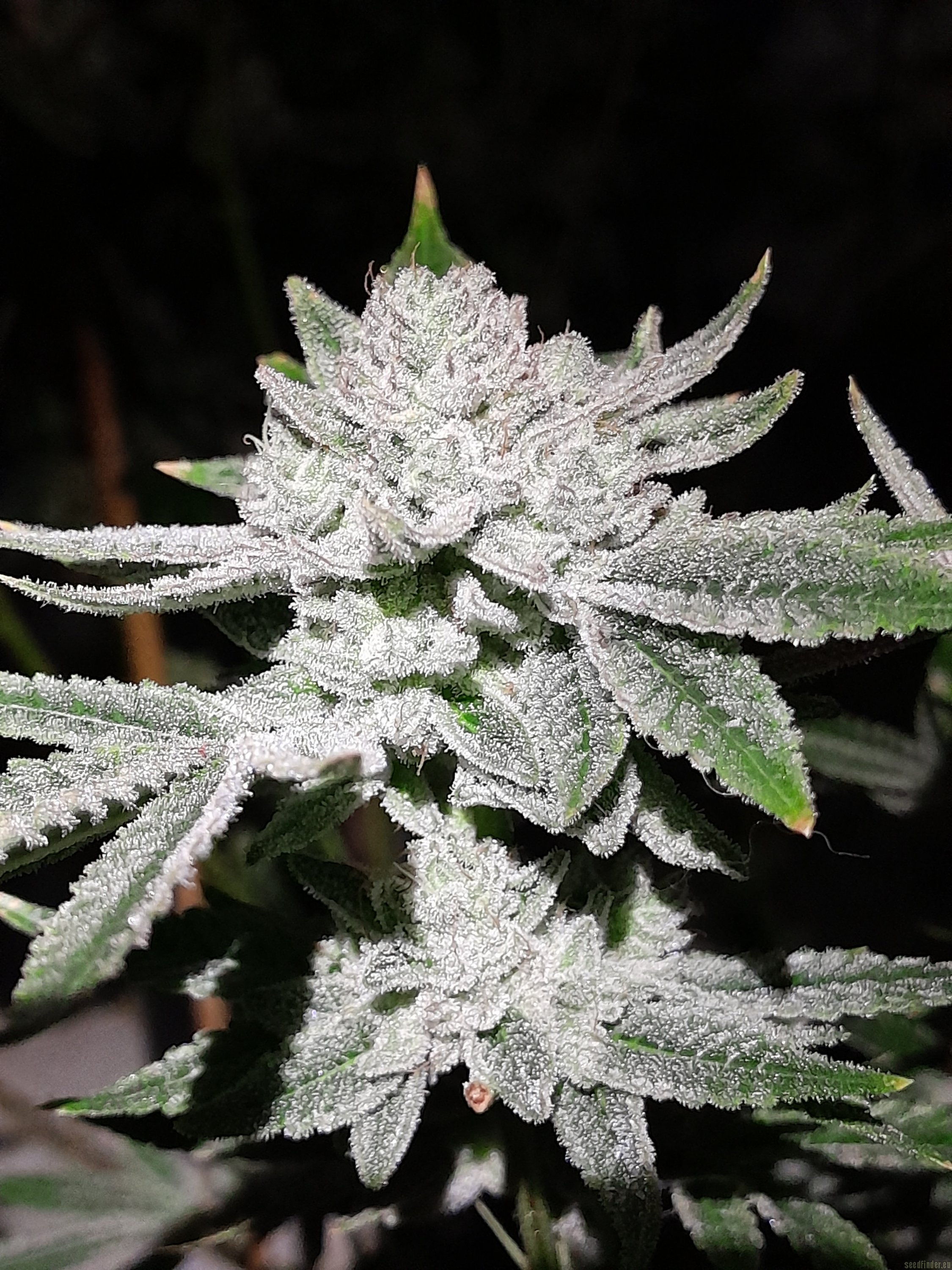 Strain Gallery Sticky Glue In House Genetics Pic 27102252630933151