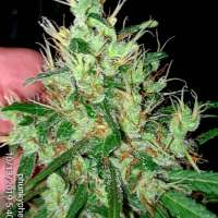 Picture from Phunkyphenos413 (Tosh Valley)