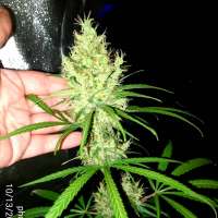 Picture from Phunkyphenos413 (Tosh Valley)