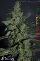 Irie Genetics Dubwise - photo made by Vanillabear