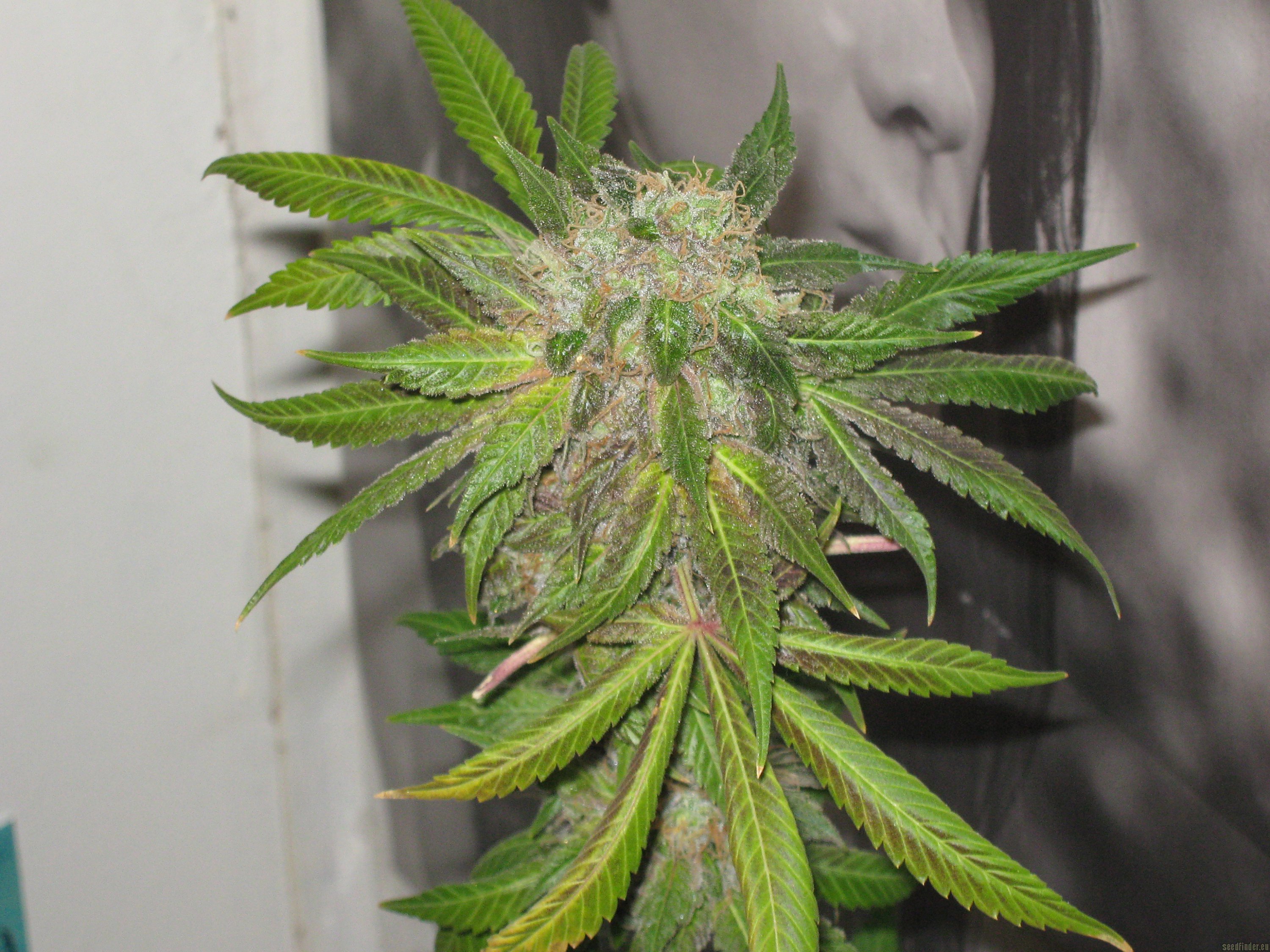 Cotton Candy Bud (Jamaica Seeds) :: Cannabis Strain Info3000 x 2250