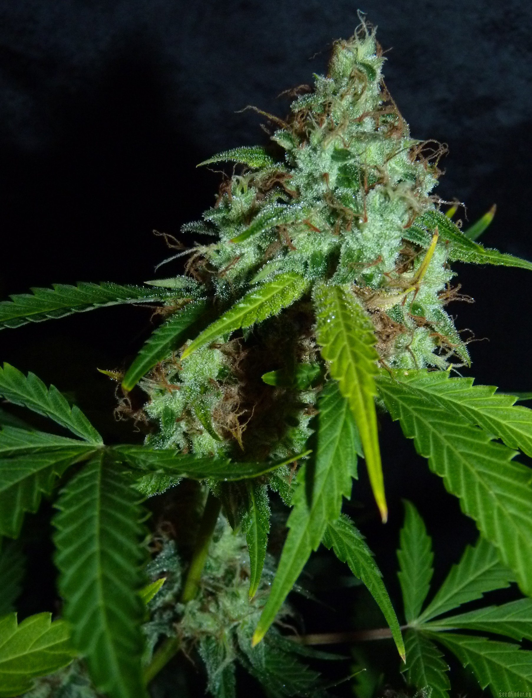 Déjàvu (Jamaica Seeds) :: Cannabis Strain Info1805 x 2369