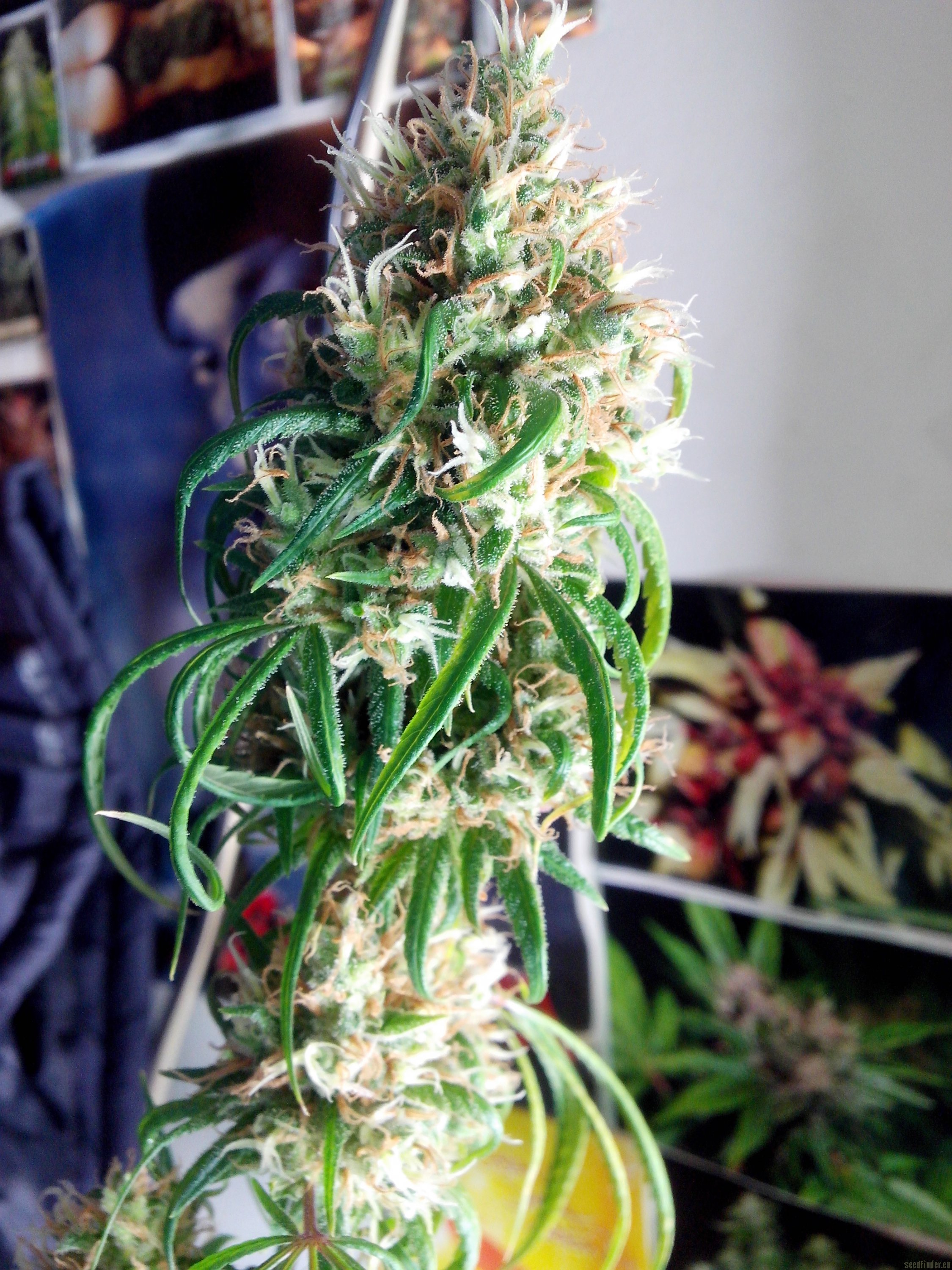 Santa Muerte (Jamaica Seeds) :: Cannabis Strain Info