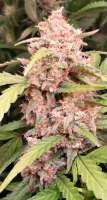 Kalashnikov Seeds White Critical Express - photo made by Borma