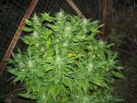 Picture from KALYSEEDS (Green Yve)