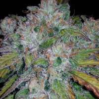 Kannabia Seeds Lemon Haze Auto - photo made by zoobzoob23