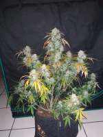 Kannabia Seeds Lemon Haze Auto - photo made by zoobzoob23