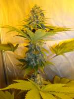 Kannabia Seeds Power Skunk - photo made by ElSuizo