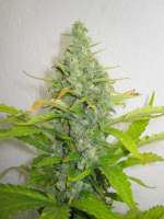 Picture from Xochipilli (Power Skunk)