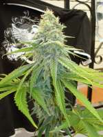Picture from ElSuizo (Power Skunk)