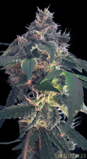 Kannabia Seeds White Domina