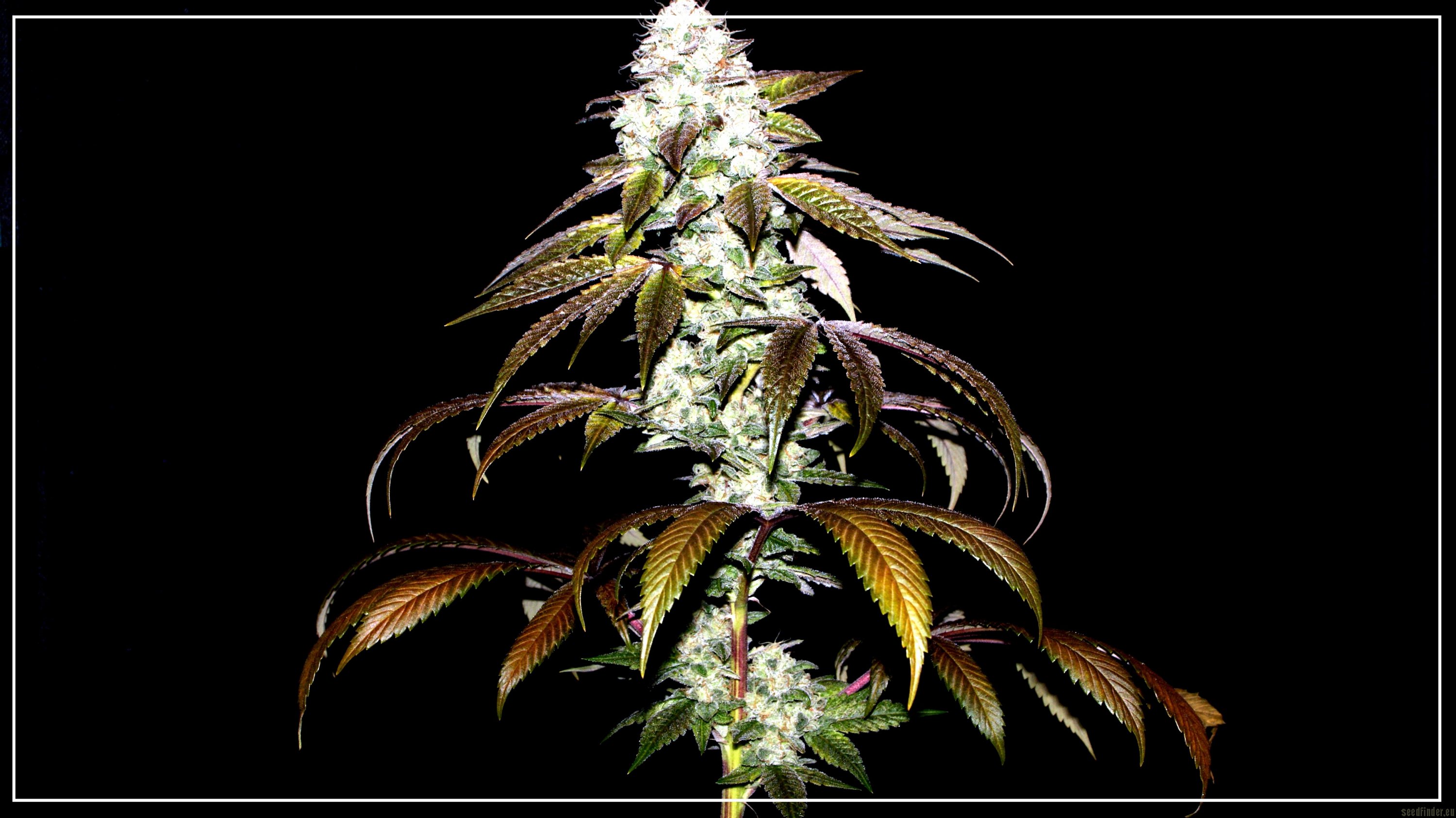 Headbanger (Karma Genetics) :: Cannabis Strain Info