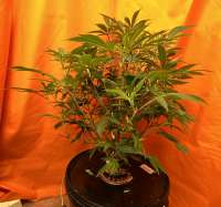 Katsu Seeds Double Dose Diesel - photo made by Sam1only1