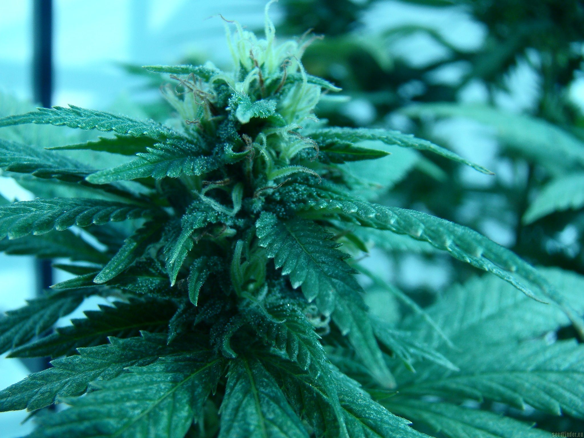 mako-haze-kiwiseeds-cannabis-strain-info