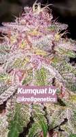 Kre8 Genetics Kumquat - photo made by Thebakerygenetics