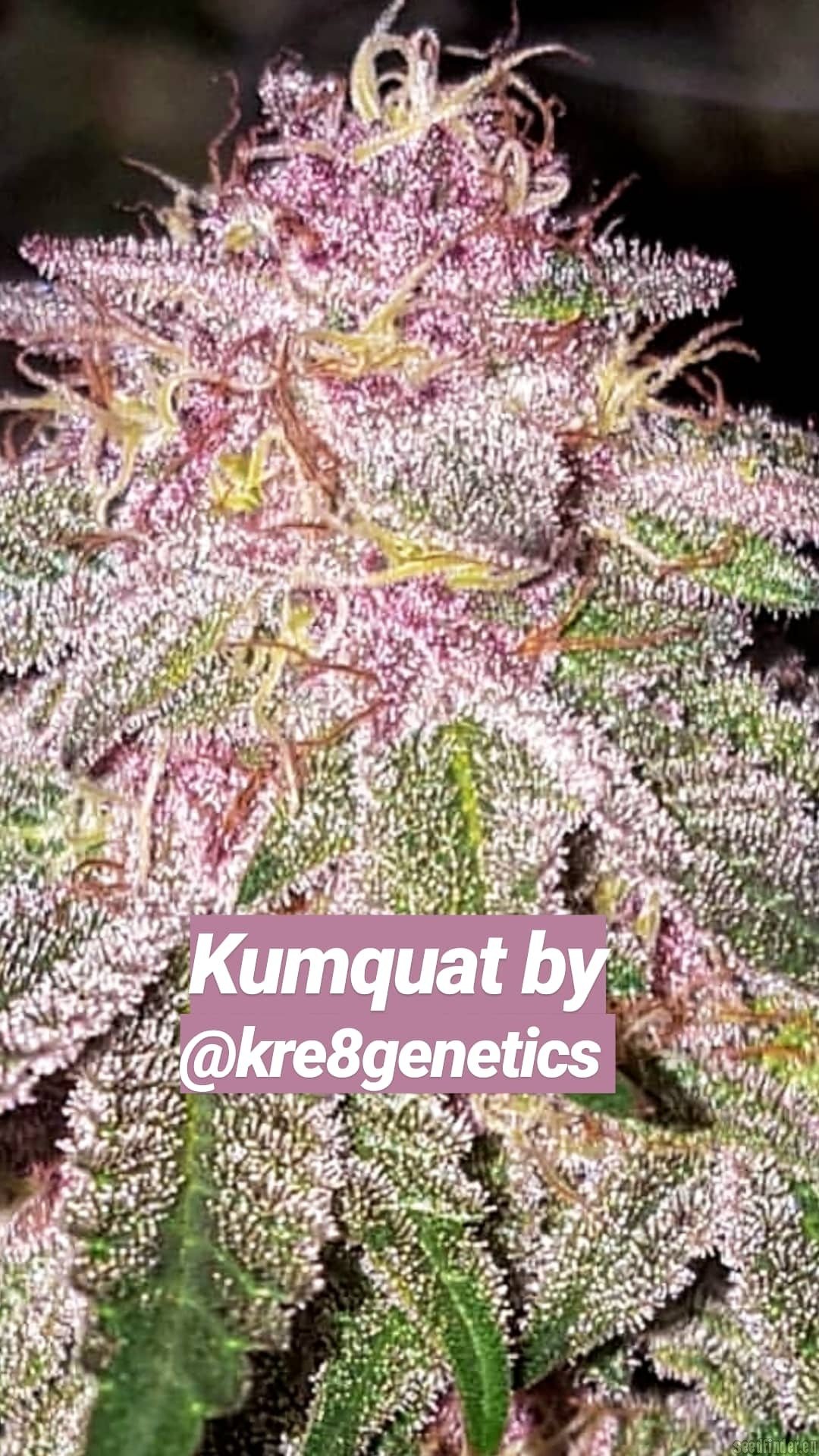 Kre8 Genetics Kumquat